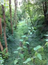 Crossing the disused railway, Longparish.